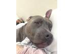 Adopt Porky a Gray/Blue/Silver/Salt & Pepper American Pit Bull Terrier / Black