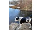 Adopt Frankie a White - with Black Mutt / Mixed dog in Denville, NJ (41342626)