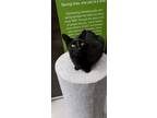 Adopt Gregory a All Black American Shorthair / Mixed (short coat) cat in Naples