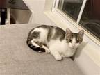 Adopt Misu a Gray or Blue (Mostly) American Shorthair / Mixed (medium coat) cat