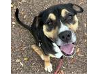 Adopt Banjo a Tricolor (Tan/Brown & Black & White) Australian Shepherd / Mixed
