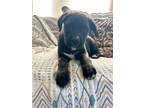 Adopt Isabella - Permanent Foster - Prudence Puppy a Black - with White Boxer /