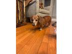 Adopt Edmund a Red/Golden/Orange/Chestnut Dachshund / Mixed dog in Greensboro