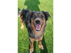 Adopt TRAVIS KELCE a Brown/Chocolate - with Tan Australian Shepherd / Mixed dog