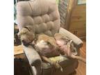 Adopt Jupiter a Tan/Yellow/Fawn American Pit Bull Terrier / Mutt / Mixed dog in