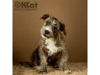 Adopt Izzy a Brindle Terrier (Unknown Type, Medium) / Corgi / Mixed dog in