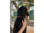 Adopt Noodle a Black Poodle (Standard) / Mixed dog in Baton Rouge, LA (41342419)