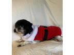 Adopt Madge a Black - with White Shih Tzu / Mixed dog in Middlesex