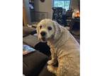 Adopt Honey a Tan/Yellow/Fawn Cocker Spaniel / Mixed dog in Middlesex
