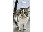 Adopt Raider a Brown Tabby Domestic Shorthair / Mixed Breed (Medium) / Mixed