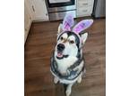 Adopt Amber a Gray/Silver/Salt & Pepper - with Black Alaskan Malamute / Mixed