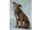 Adopt Hephy a Brown/Chocolate American Pit Bull Terrier / Labrador Retriever /