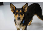 Adopt Brick House a Black Mixed Breed (Small) / Mixed Breed (Medium) / Mixed