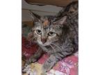 Adopt Alice a Brown Tabby Domestic Shorthair / Mixed Breed (Medium) / Mixed