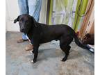 Adopt Boomer a Black Mixed Breed (Small) / Mixed Breed (Medium) / Mixed (short