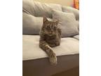 Adopt Bernie a Gray, Blue or Silver Tabby Tabby / Mixed (medium coat) cat in