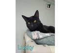 Adopt Lucky AND Jinx a All Black Domestic Shorthair / Mixed (short coat) cat in