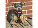 Adopt Lobo a Black - with Tan, Yellow or Fawn Plott Hound / Mixed dog in