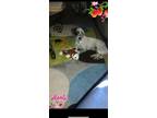 Adopt Aires a Black - with White Dachshund / Australian Cattle Dog / Mixed dog