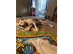 Adopt Dottie a White - with Brown or Chocolate American Staffordshire Terrier /
