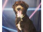 Adopt Laszlo a Black - with White Australian Cattle Dog / Mixed dog in