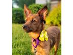 Adopt Ursula a Jack Russell Terrier / Dachshund / Mixed dog in Decatur
