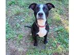 Adopt Fretta a Black - with White Australian Shepherd / Pit Bull Terrier / Mixed