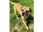 Adopt Hamilton a Tan/Yellow/Fawn Mastiff / Mixed Breed (Medium) / Mixed (short