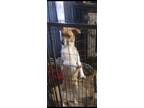 Adopt Daisy mae a White - with Brown or Chocolate Mutt / Mixed dog in Owego