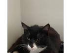 Adopt Hagrid a Domestic Shorthair / Mixed (short coat) cat in Wauchula