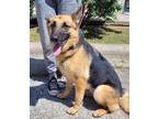 Adopt Wolf a Merle German Shepherd Dog / Mixed Breed (Medium) / Mixed (short