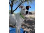 Adopt Joey a Labrador Retriever / Mixed dog in Cottonwood, AZ (41341992)