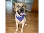 Adopt Charlie a Tan/Yellow/Fawn - with White Labrador Retriever / Mixed Breed