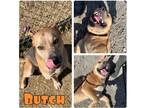 Adopt Butch a Shepherd (Unknown Type) / Chow Chow / Mixed dog in Pierceton