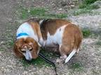 Adopt Ali a Basset Hound / Mixed dog in Salt Lake City, UT (41341858)