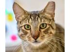 Adopt Tab Hunter a Brown Tabby Domestic Shorthair (short coat) cat in Green