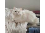Adopt Bianca a White Persian / Mixed (long coat) cat in Manchester