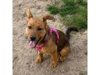 Adopt Opal a Tan/Yellow/Fawn - with Black Mixed Breed (Medium) dog in Colorado