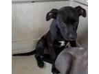 Adopt May a American Pit Bull Terrier / Mixed Breed (Medium) / Mixed dog in