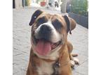 Adopt CHATA a Tan/Yellow/Fawn - with White Staffordshire Bull Terrier dog in