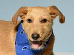 Adopt Beckett a Red/Golden/Orange/Chestnut - with White Goldendoodle / Terrier