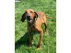 Adopt Chester a Redbone Coonhound / Mixed dog in Defiance, OH (41211212)