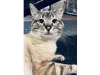 Adopt Cobalt a Tan or Fawn Siamese (short coat) cat in Mount Laurel