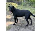 Adopt Luna 2 a Black - with White Labrador Retriever / Mixed dog in Newport