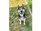 Adopt Indigo a Husky / Mixed dog in Vineland, NJ (41296127)