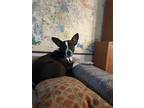 Adopt Harriet a Black - with White American Pit Bull Terrier / Terrier (Unknown