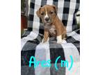 Adopt Ares a American Staffordshire Terrier / Mixed Breed (Medium) / Mixed dog