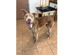 Adopt Sapphire a Retriever (Unknown Type) / Mixed Breed (Medium) / Mixed dog in