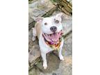 Adopt Pink a White - with Tan, Yellow or Fawn American Pit Bull Terrier / Mixed