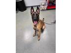 Adopt Atlas - Located in MN a Tan/Yellow/Fawn - with Black Belgian Malinois /